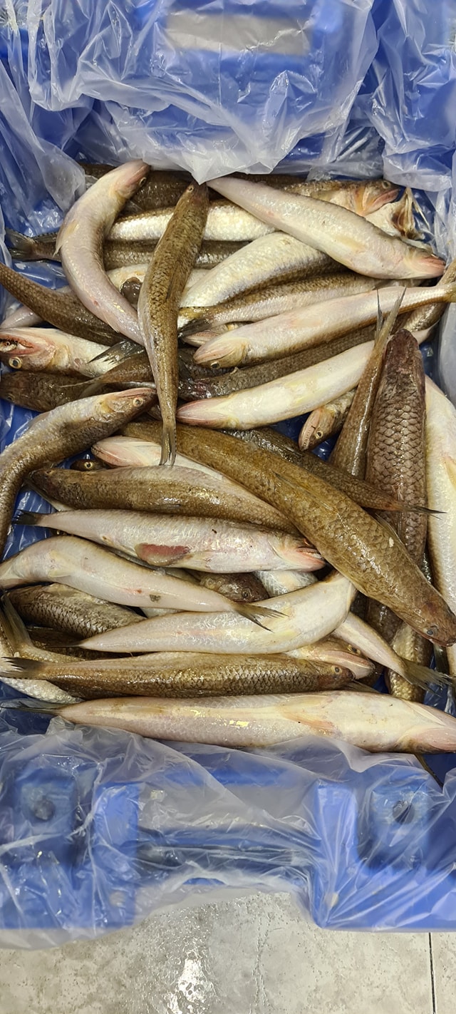 Palestine Fish market - مسمكة فلسطين  - صورة 1