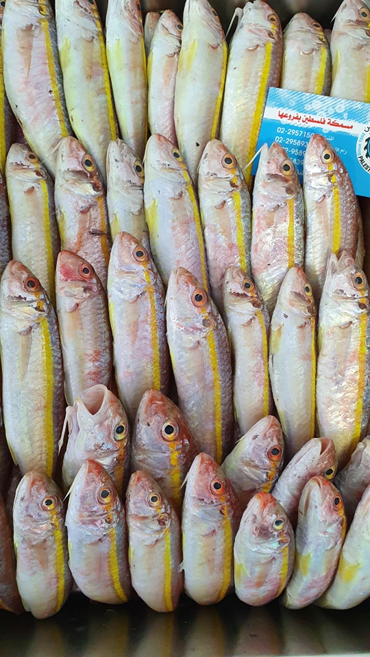Palestine Fish market - مسمكة فلسطين  - صورة 7